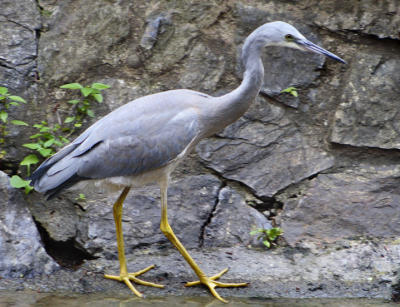 White Faced Heron