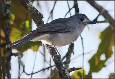 Shrike Thrush