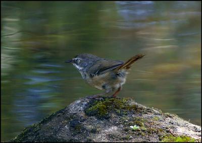 Scrub Wren