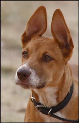 Country pup .....