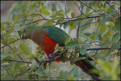 King Parrot (female)