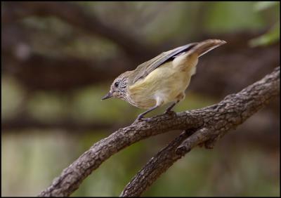 Yellow Rumped Thornbill