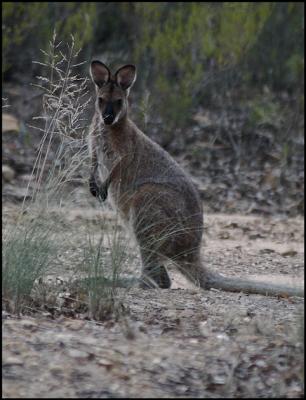 Young Pretty-Face Wallaby