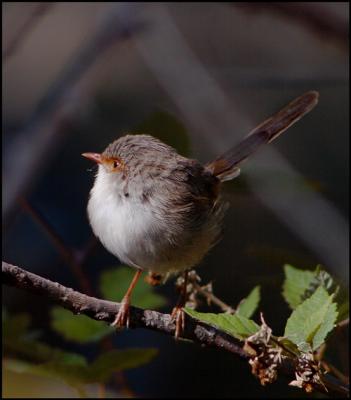 Fairy Wren