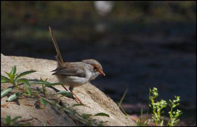 Fairy Wren