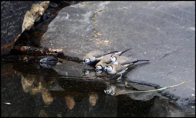 Double Barred Finches