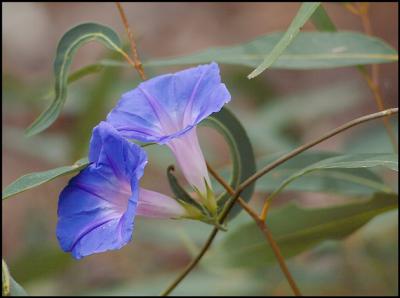 Convolvulus