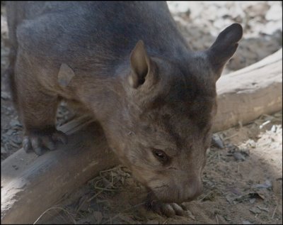 Wombat