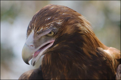 Wedgetail Eagle