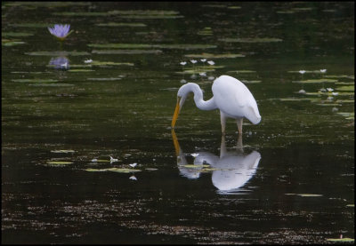 Intermediate Egret