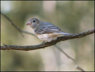 Rufous Whistler (female)