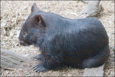 Common Wombat