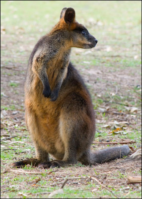 Swamp Wallaby