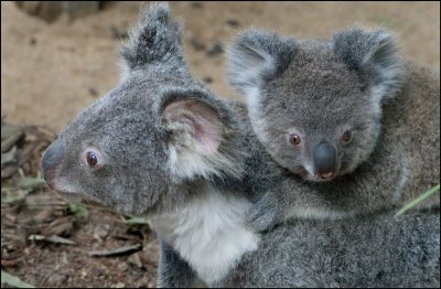Koala with baby