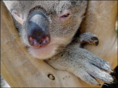 Koala Relaxing