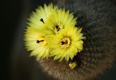 Cactus Flowers