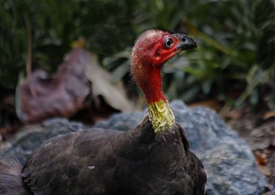 Australian Brush Turkey