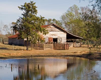 Friend's cattle barn