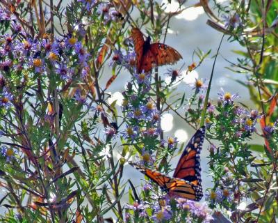 g3/51/616351/3/53142885.Butterflieslightenshadow.jpg