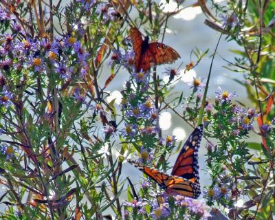 Butterflies, Gulf Fritillary (background) and Monarch (foreground)