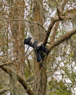 Female Anhinga