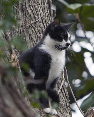 Cat in Tree2