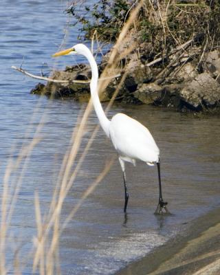 Great Egret