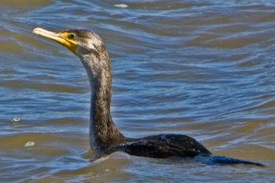 Cormorant