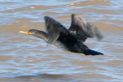 Cormorant