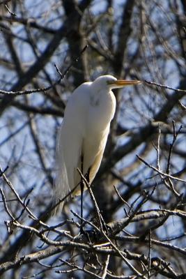 Great Egret