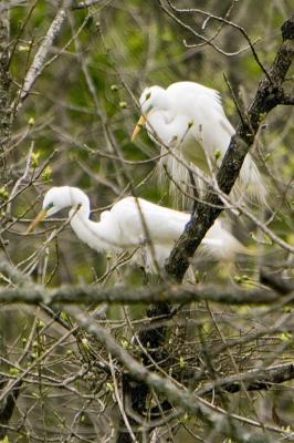 Great Egret