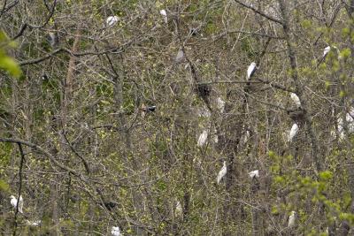 About 15 Great Egrets, 2 Anhingas and 2 Great Blue Herons