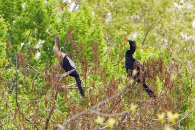 Male and Female Anhinga