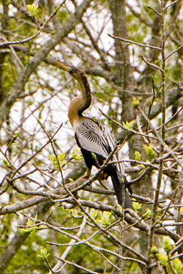 Female Anhinga