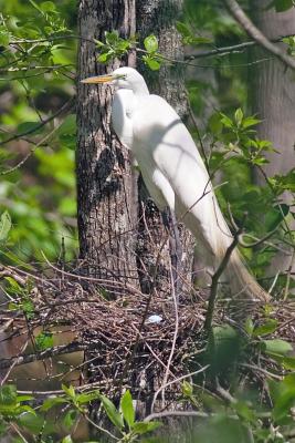 Great Egret with at least one egg