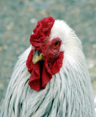 Important Rooster