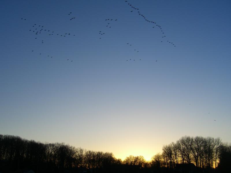 Geese sunset <br>3-4-06