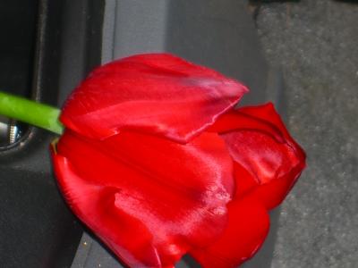 Tulip in a car 2-12-06
