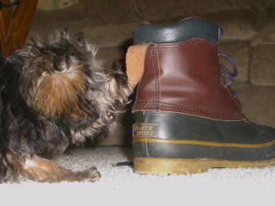 Max attacking my snow boot 2-13-06