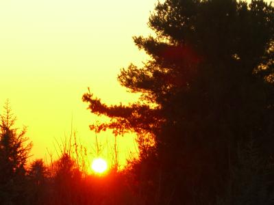 Orange tree sunset.jpg