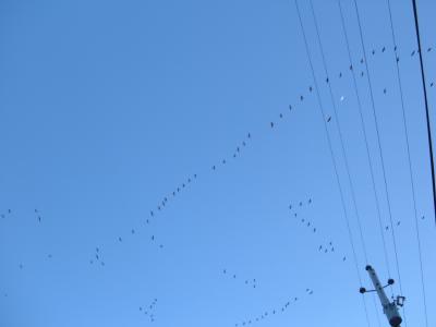 Birds, wires and the moon