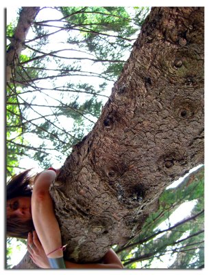 Tree Hugger SP