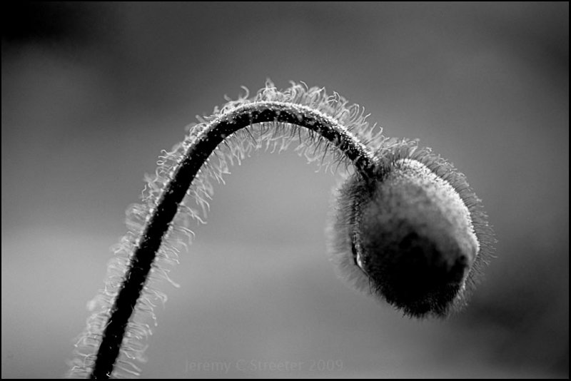 Poppy 6