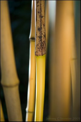 Bamboo Image 56
