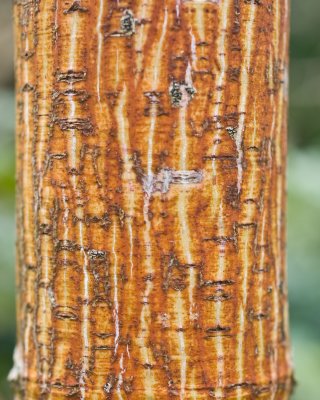 Tree barks at RHS Rosemoor