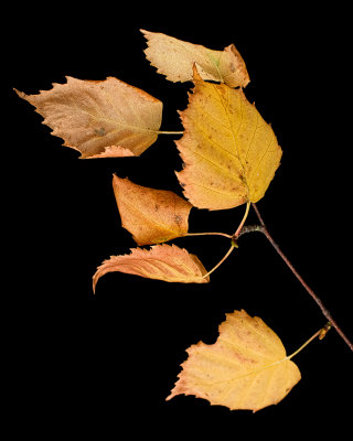 Posed autumn leaves