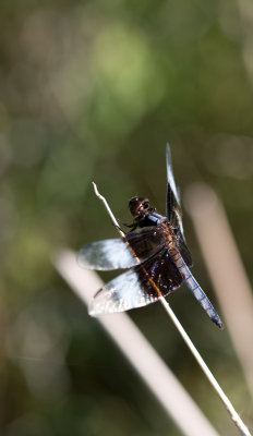 dragonfly3web.jpg