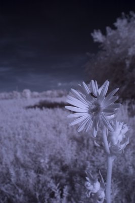 irflowerbeeweb.jpg