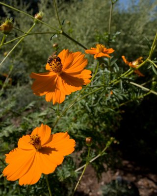 orangeflowersweb.jpg