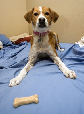 lucybed.jpg
